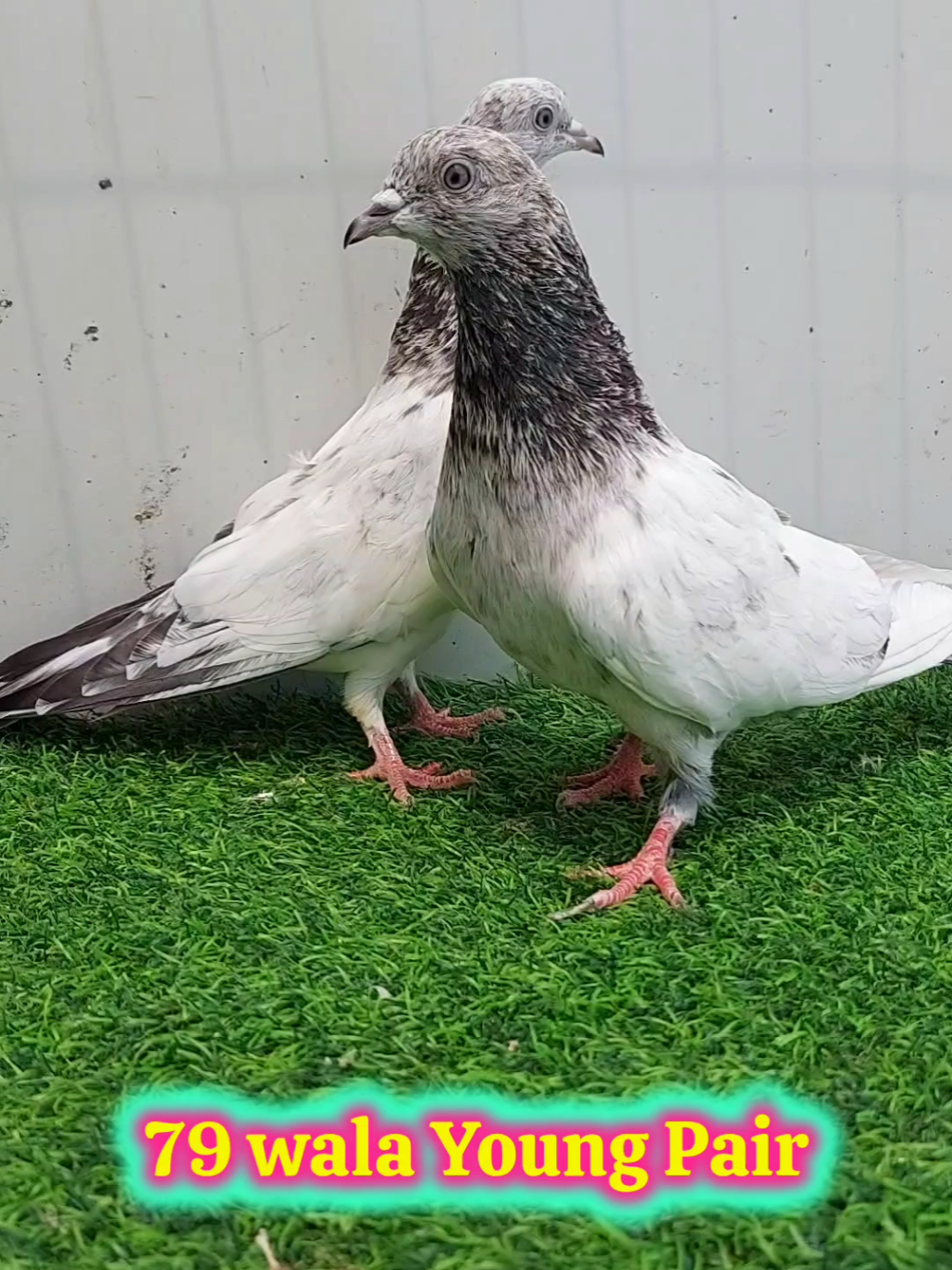 @Pak Pet Zone ( Shebi Shokeen )