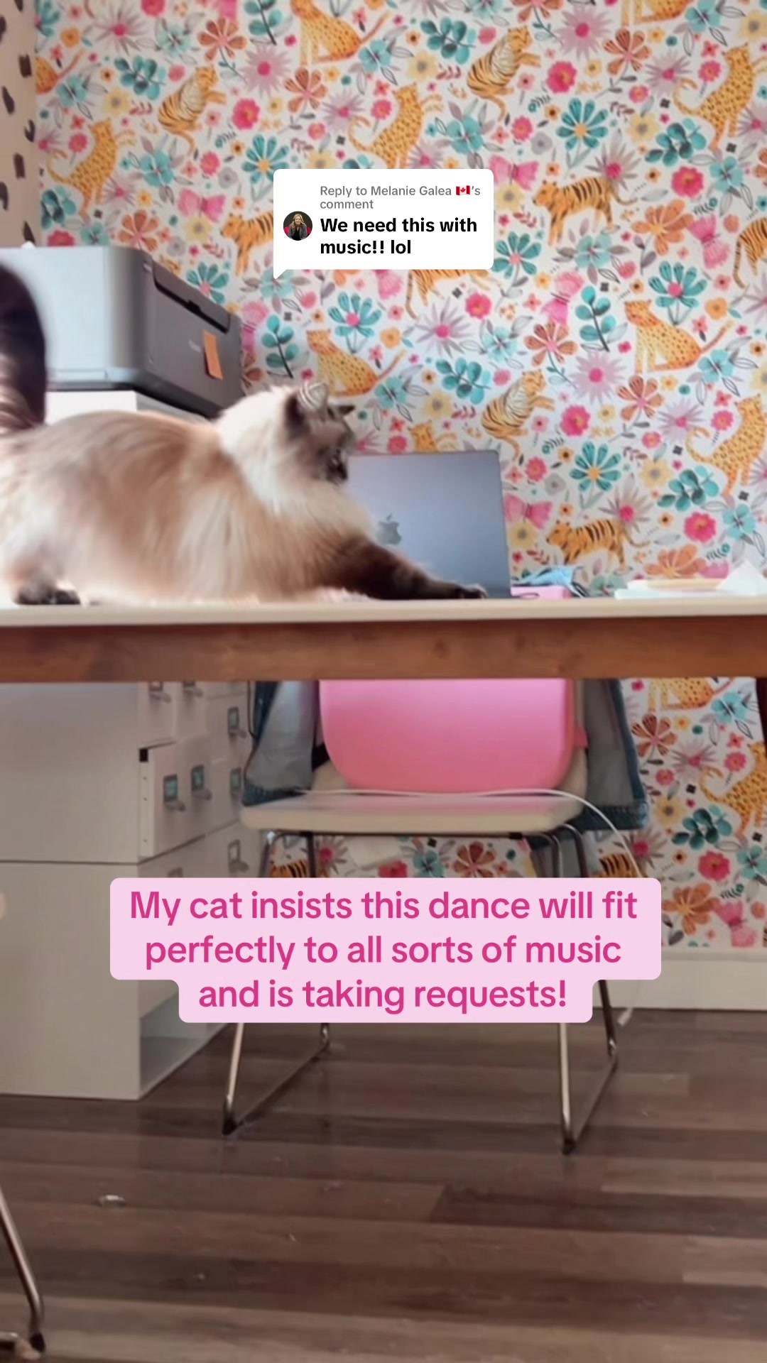@My Cat Is People 🇨🇦