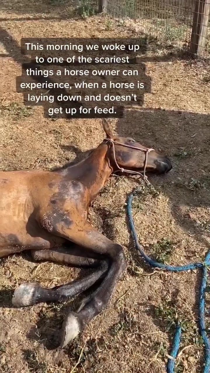 @angels.fleet.rescue