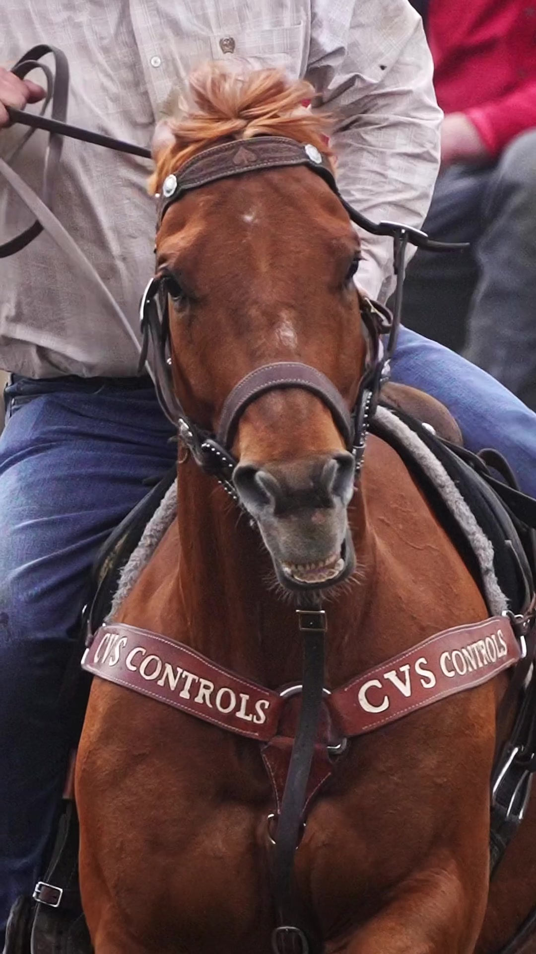 @Hanginghorses