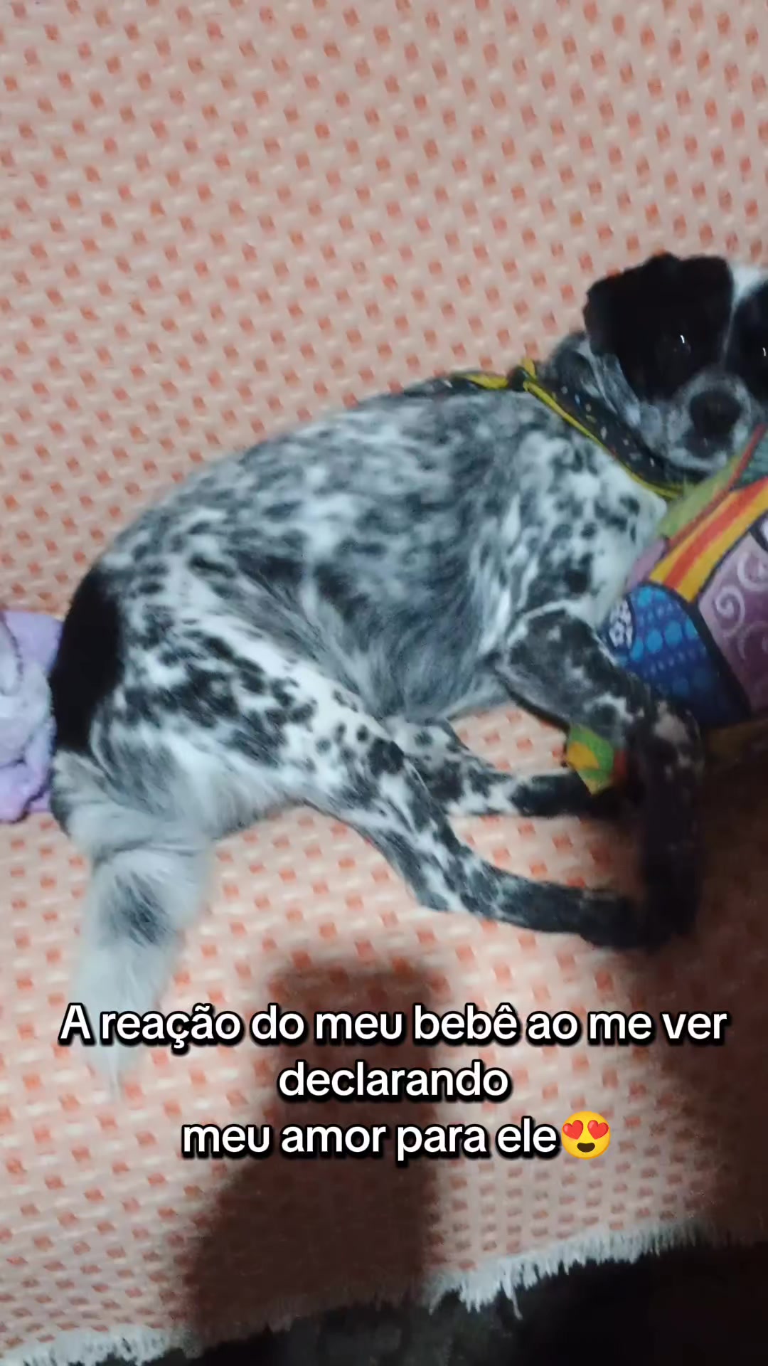@Amordequatropatas