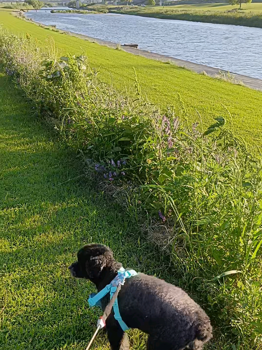 @ritsu🐶💚🐎