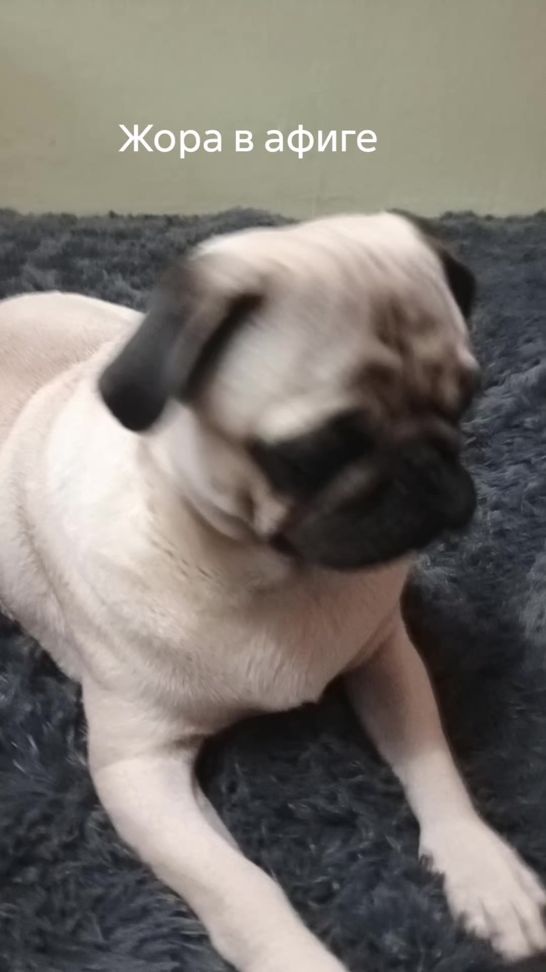 @мопс жора🐾