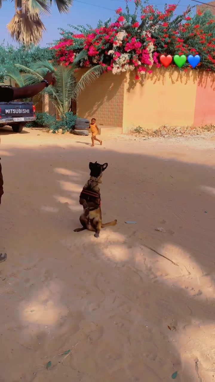 @G.I.C.N 🇸🇳🐾Ma&icirc;tre Weuz🐕&zwj;🦺