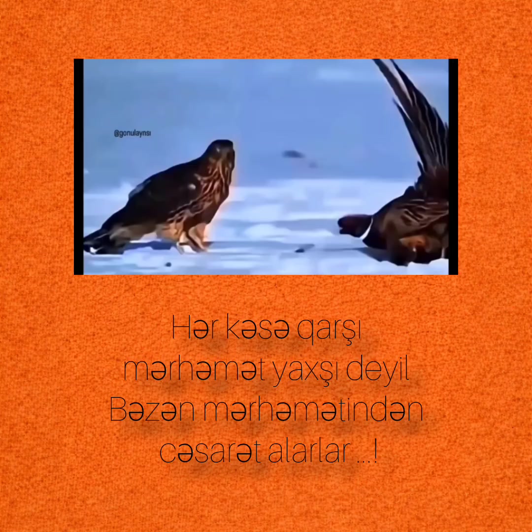 @Bayraqtar _059