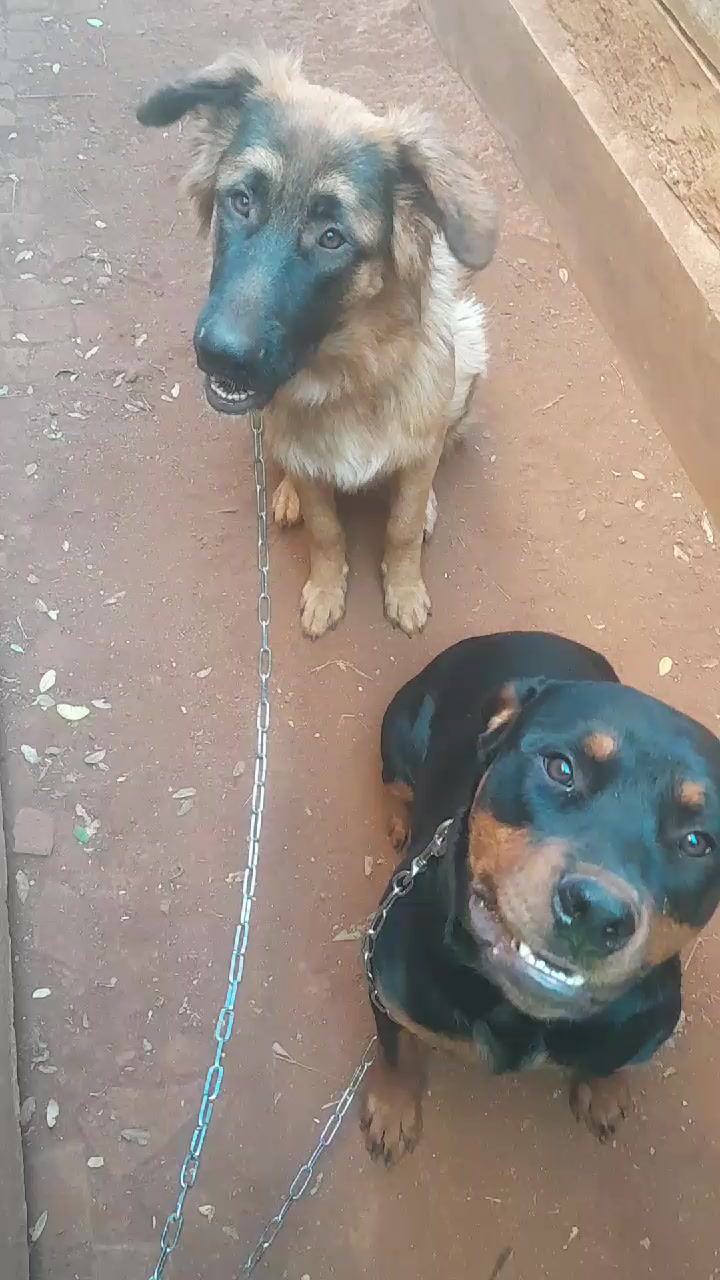 @Orimbajnrkennels