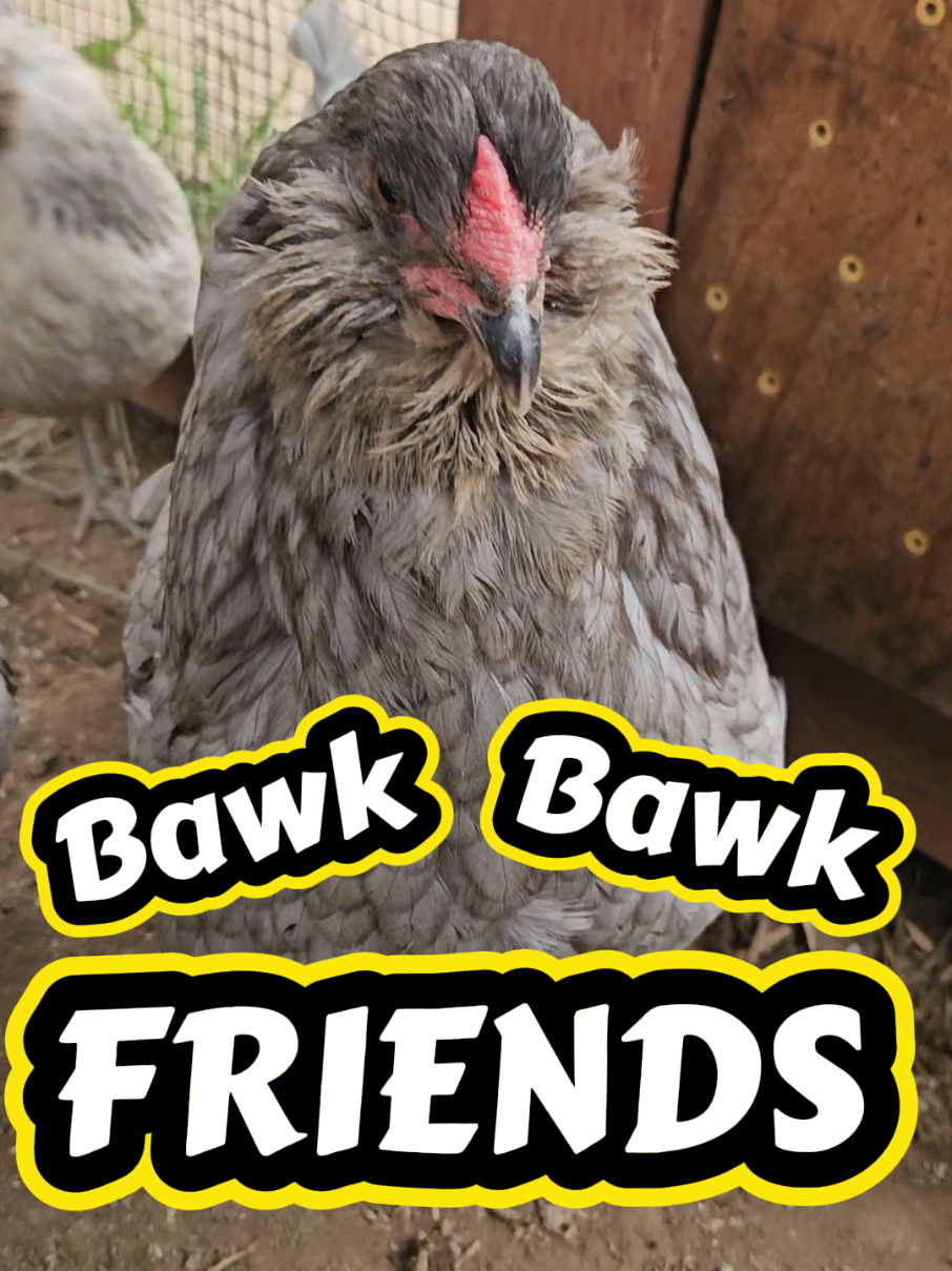 @The Ten Hens