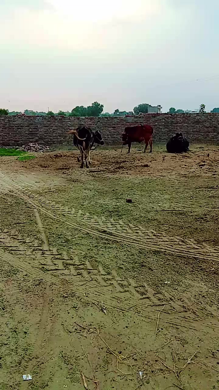 @Munir Mashi