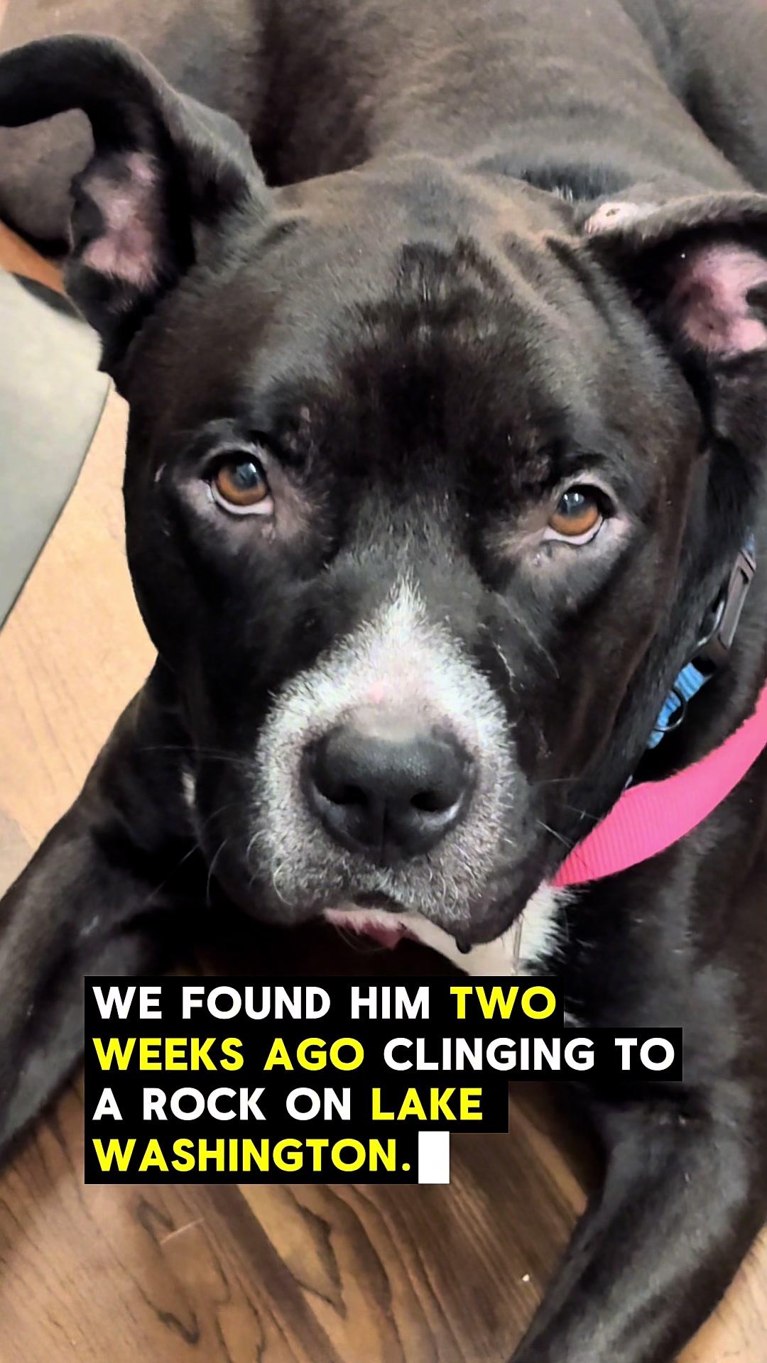@Seattle Animal Shelter