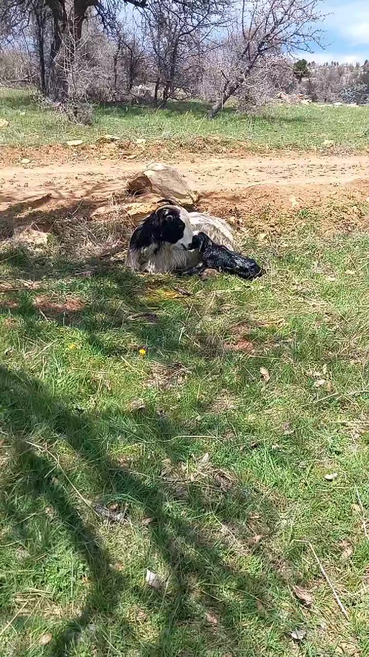 @Toroslarda Bir Çoban