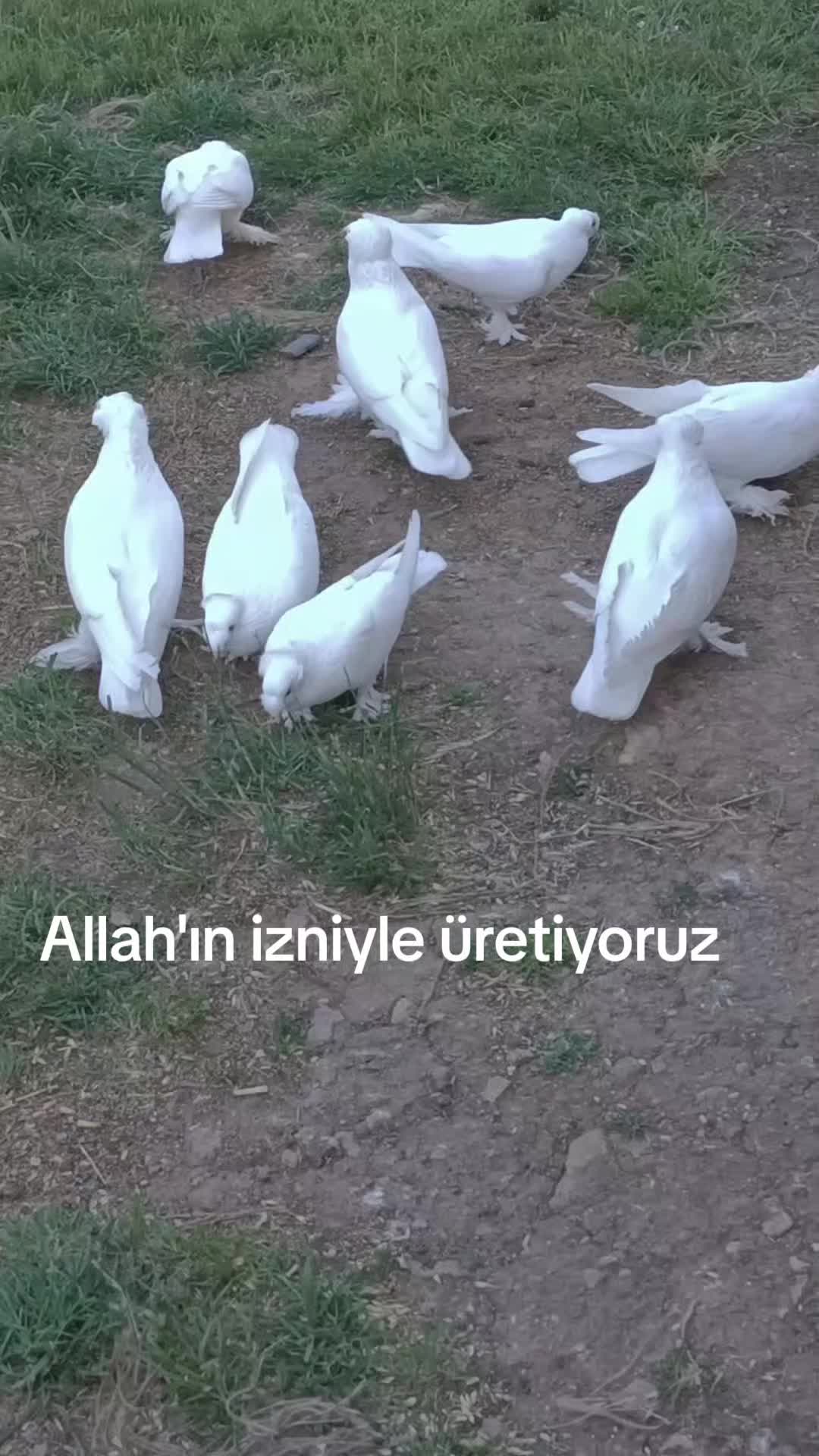 @Irfan