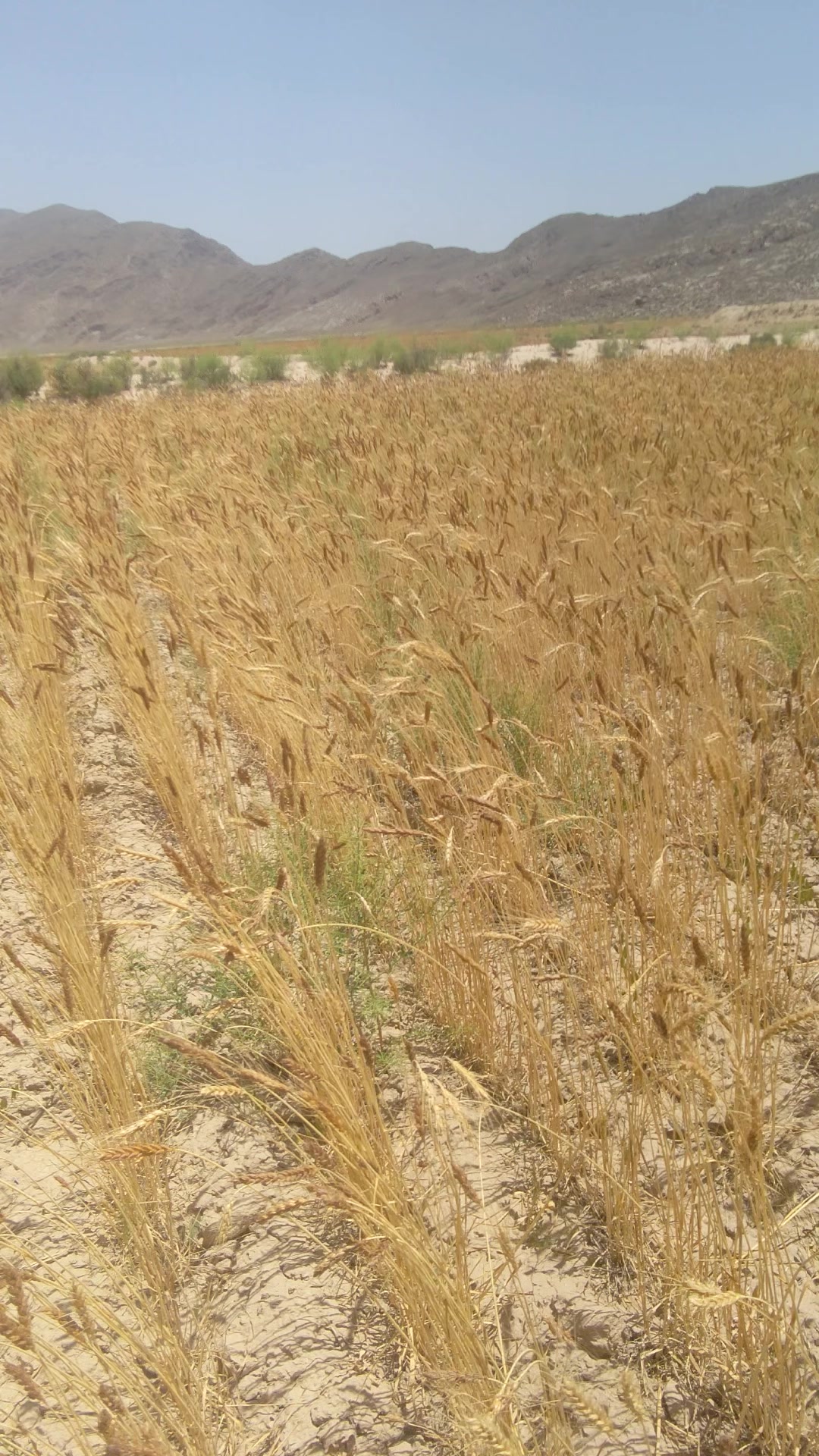 @Mir Sami Baloch