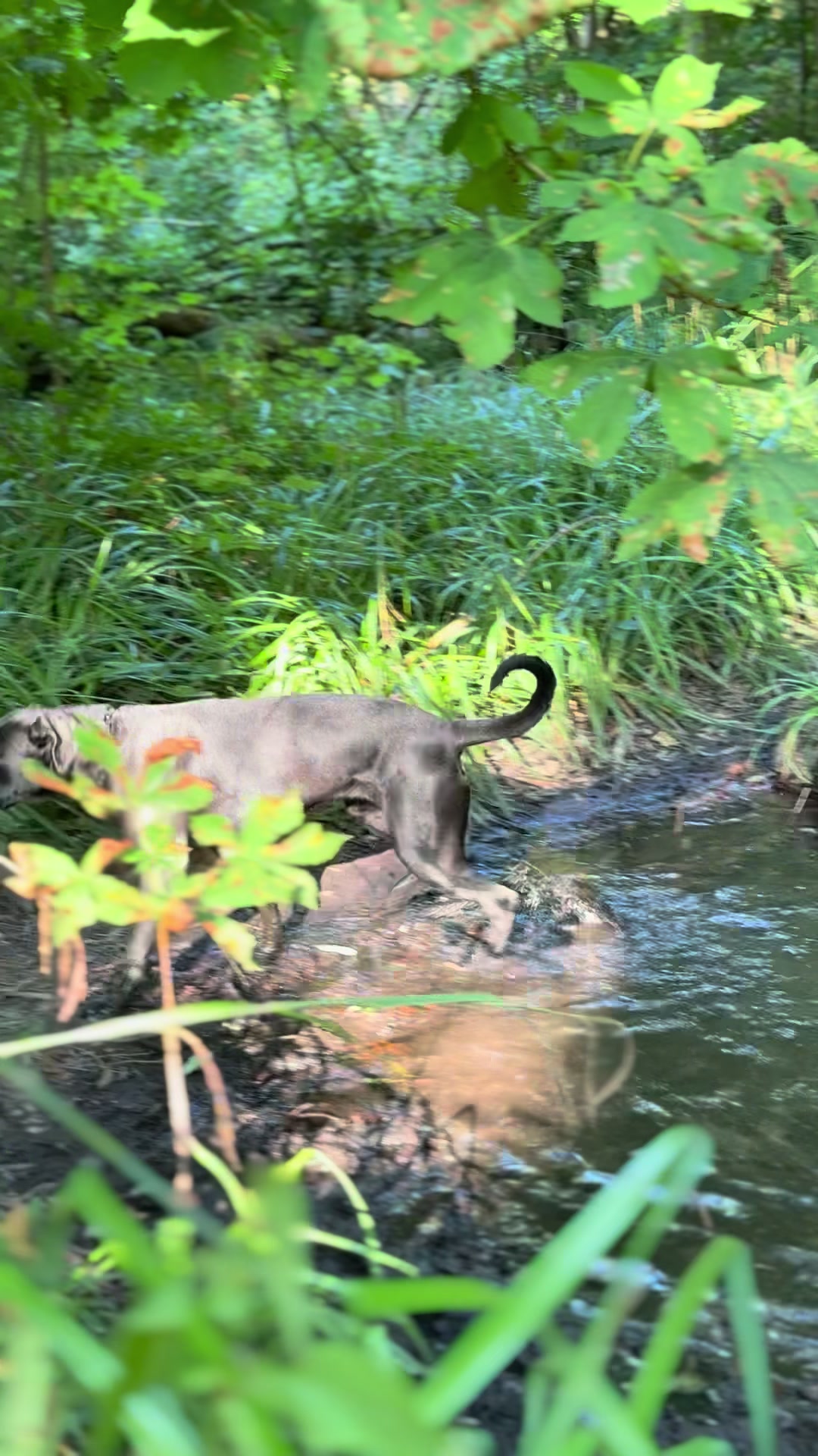@Cane Corso Ayra 🐾