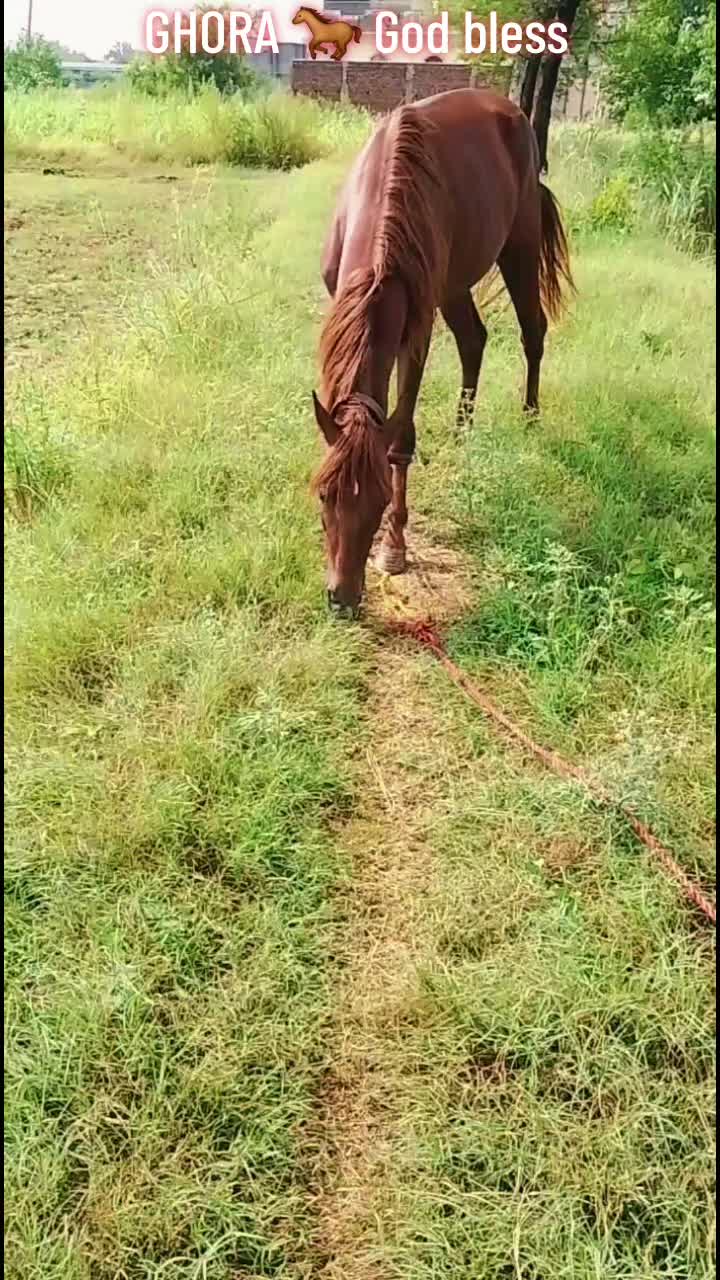 @GUJJAR BADSHAH CHAK PIRANA