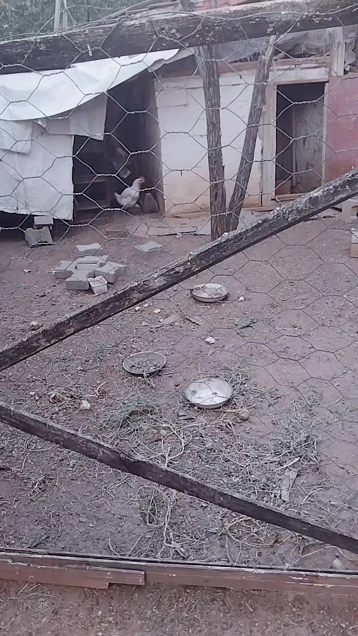 @ömer polat gönül dostu