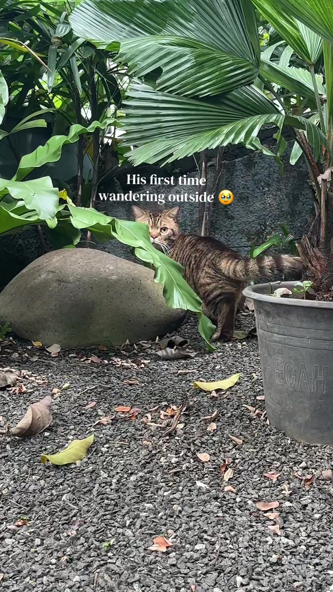 @@hanummm