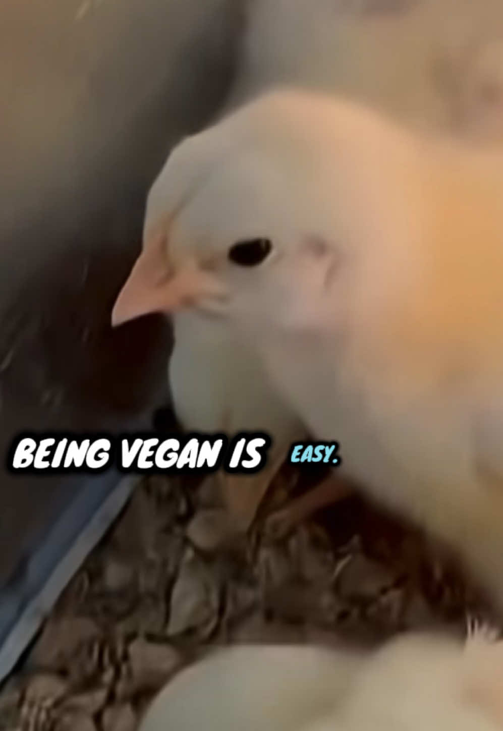 @That Vegan Teacher Miss Kadie