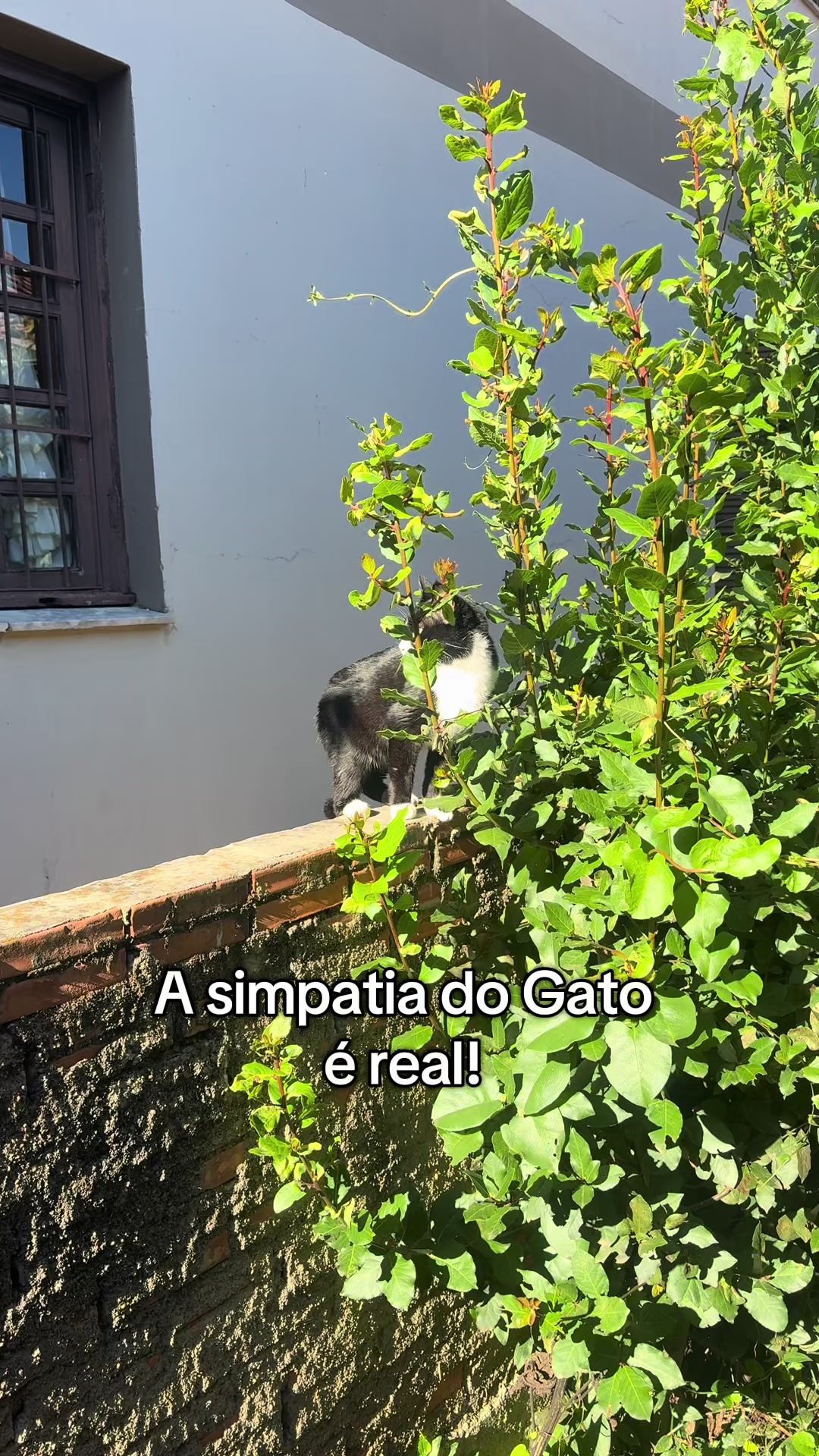 @João Castro