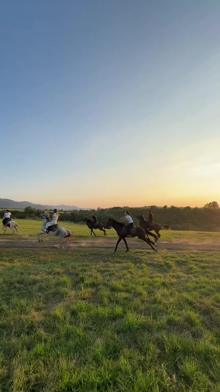 @tulpar_horses