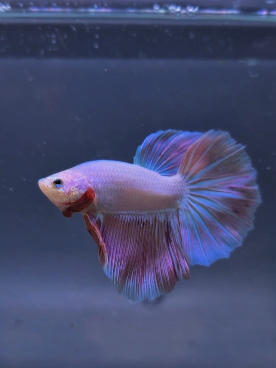 @Sakana Betta Batam