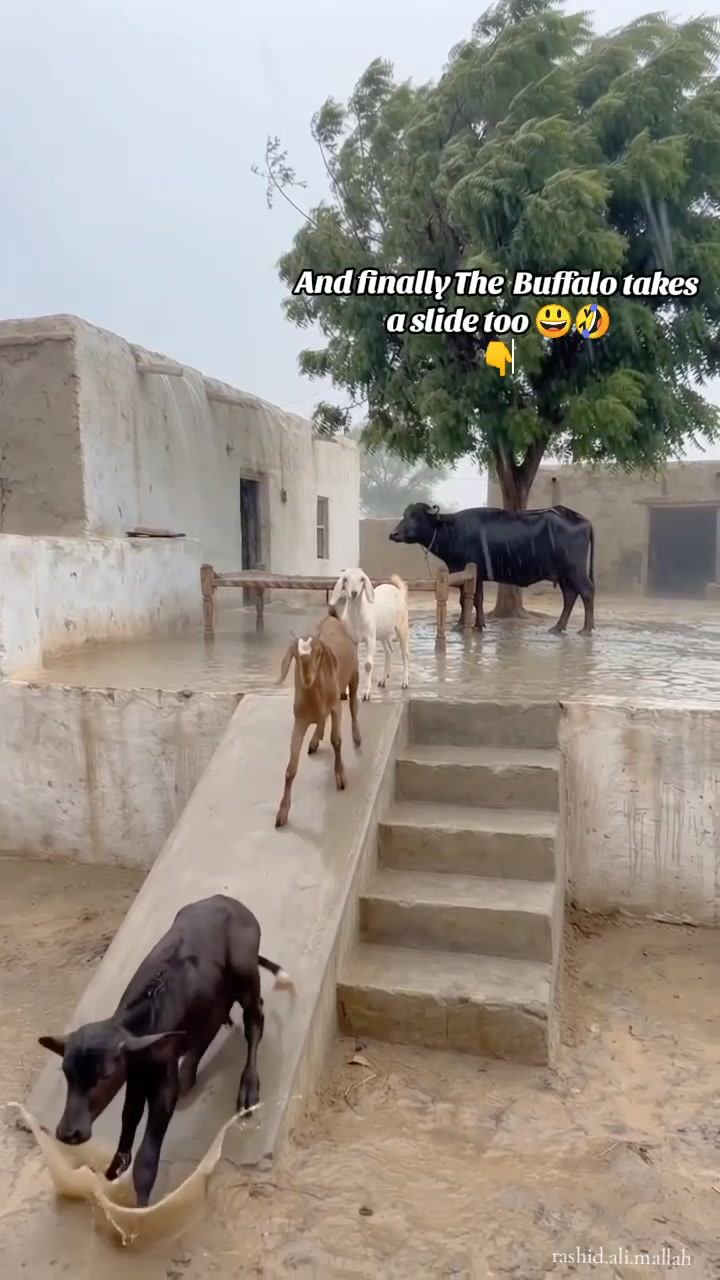 @Rashid Ali