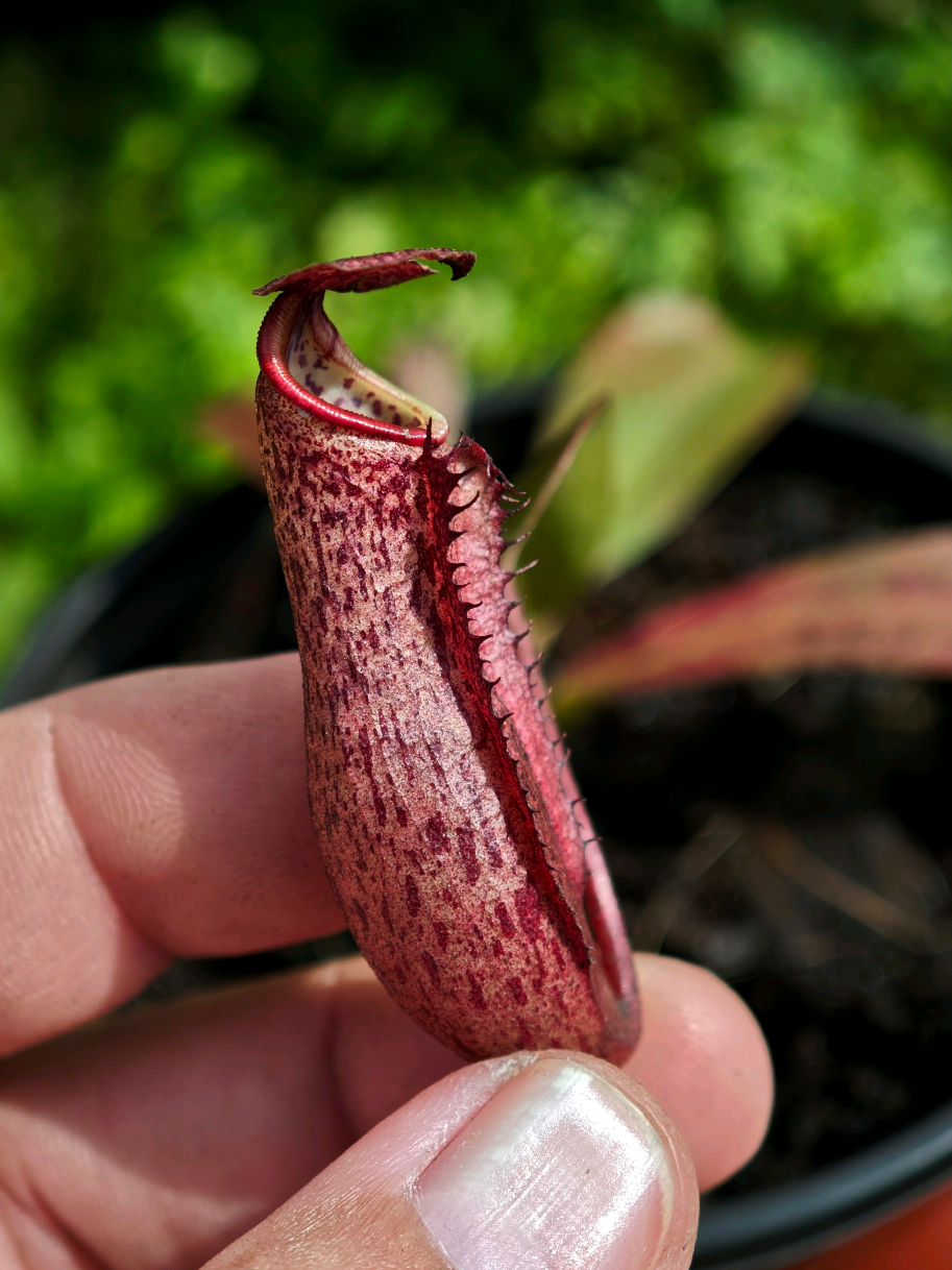 @GSp.Rayong Nepenthes