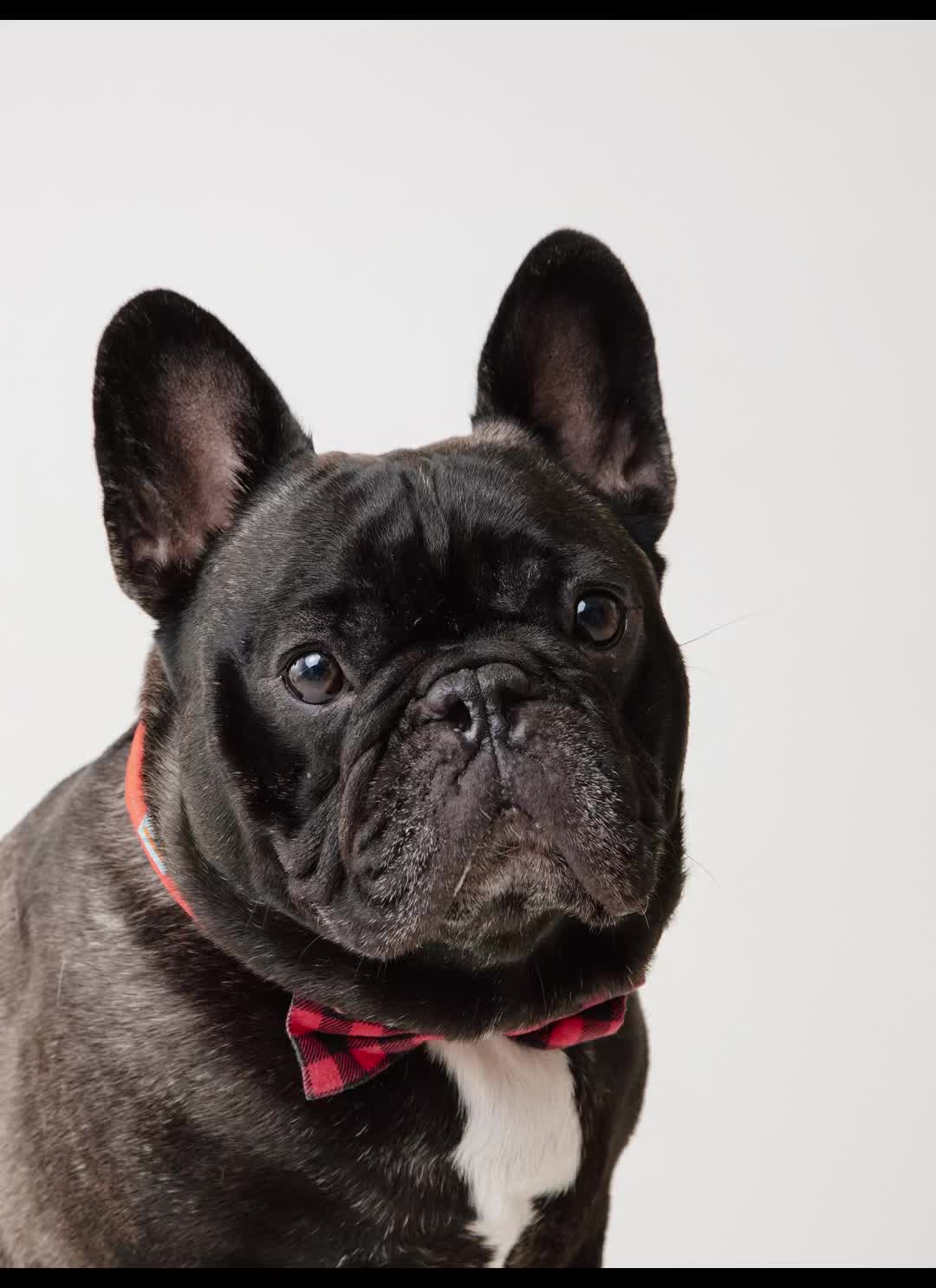 @Levi Needypants Frenchie