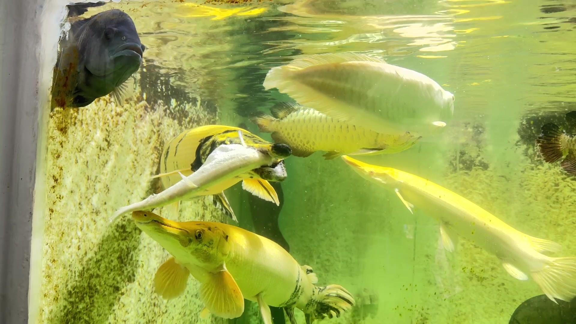 @Phát Đạt Bán Cá 😎🐠🦈
