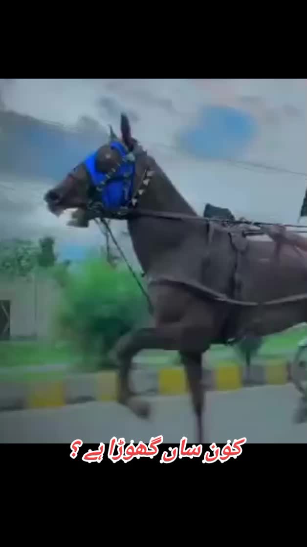 @🐴 گھوڑا شوق 🐴