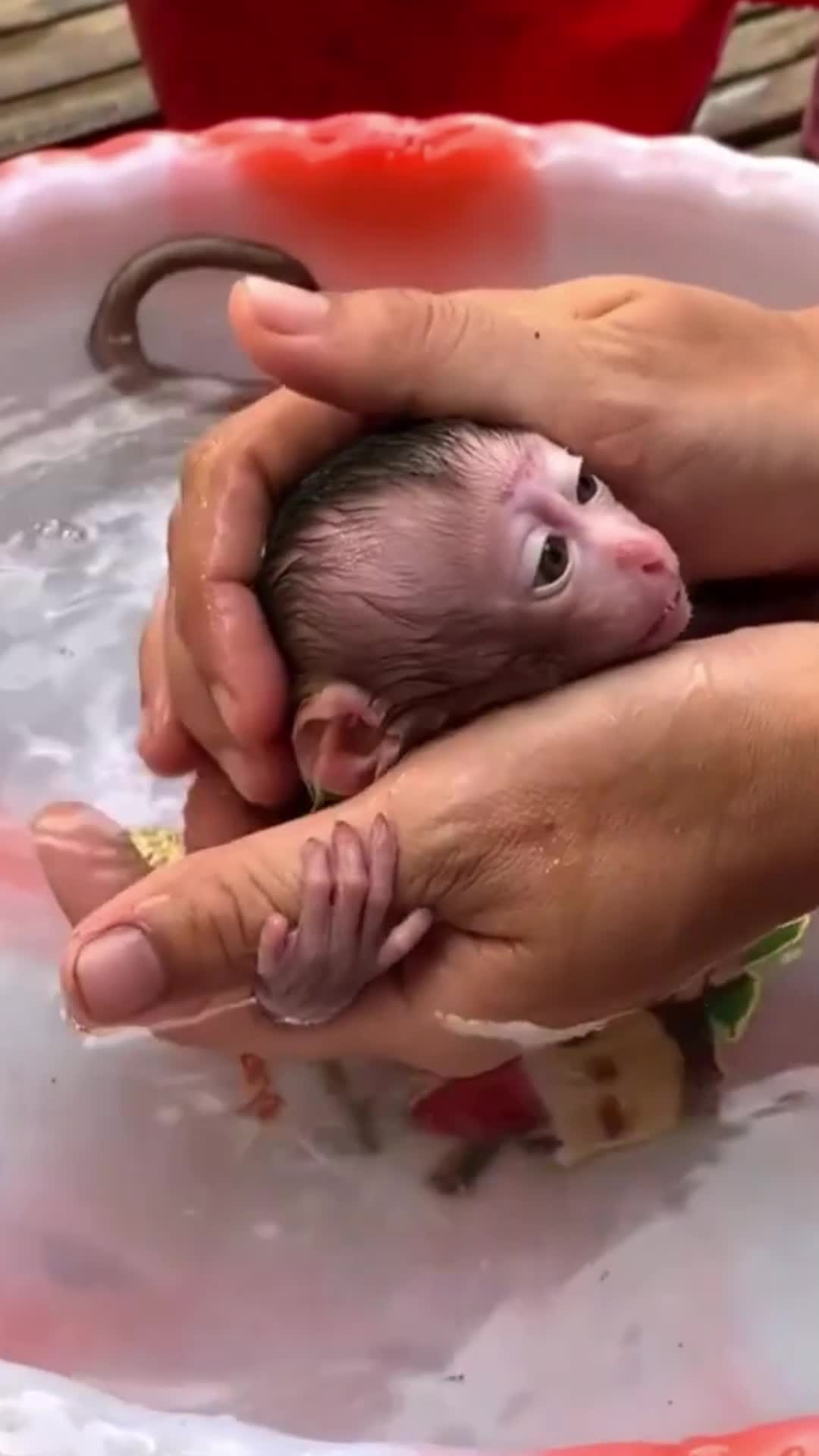 @Monkey BoBo🐵