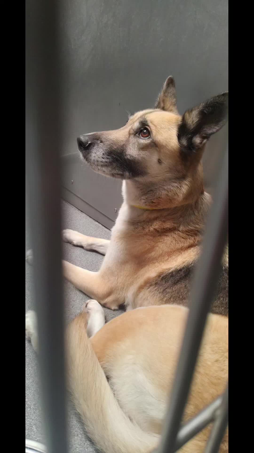@Saving Seaaca Animals