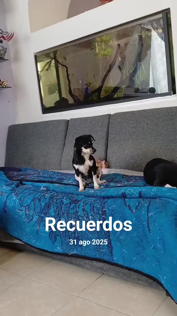@luiselpollo95