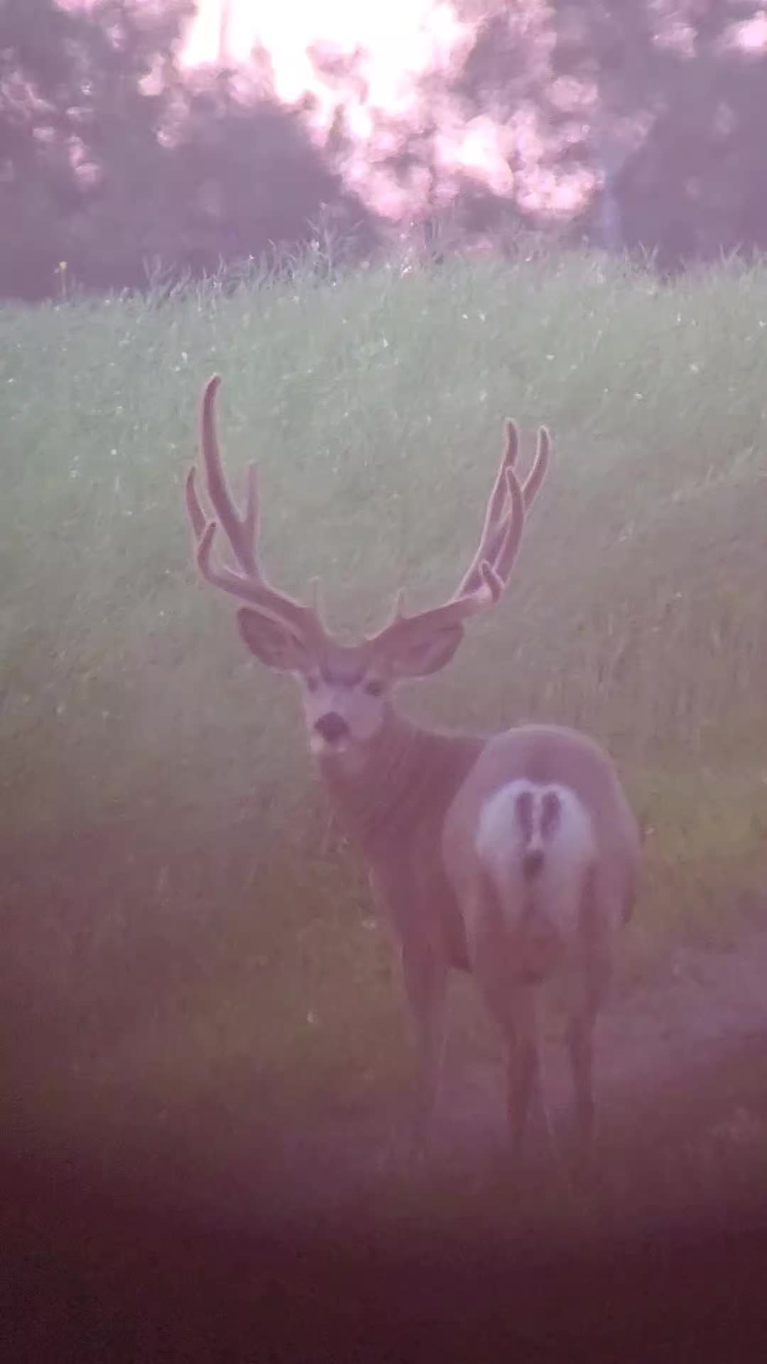 @ddwildhunts