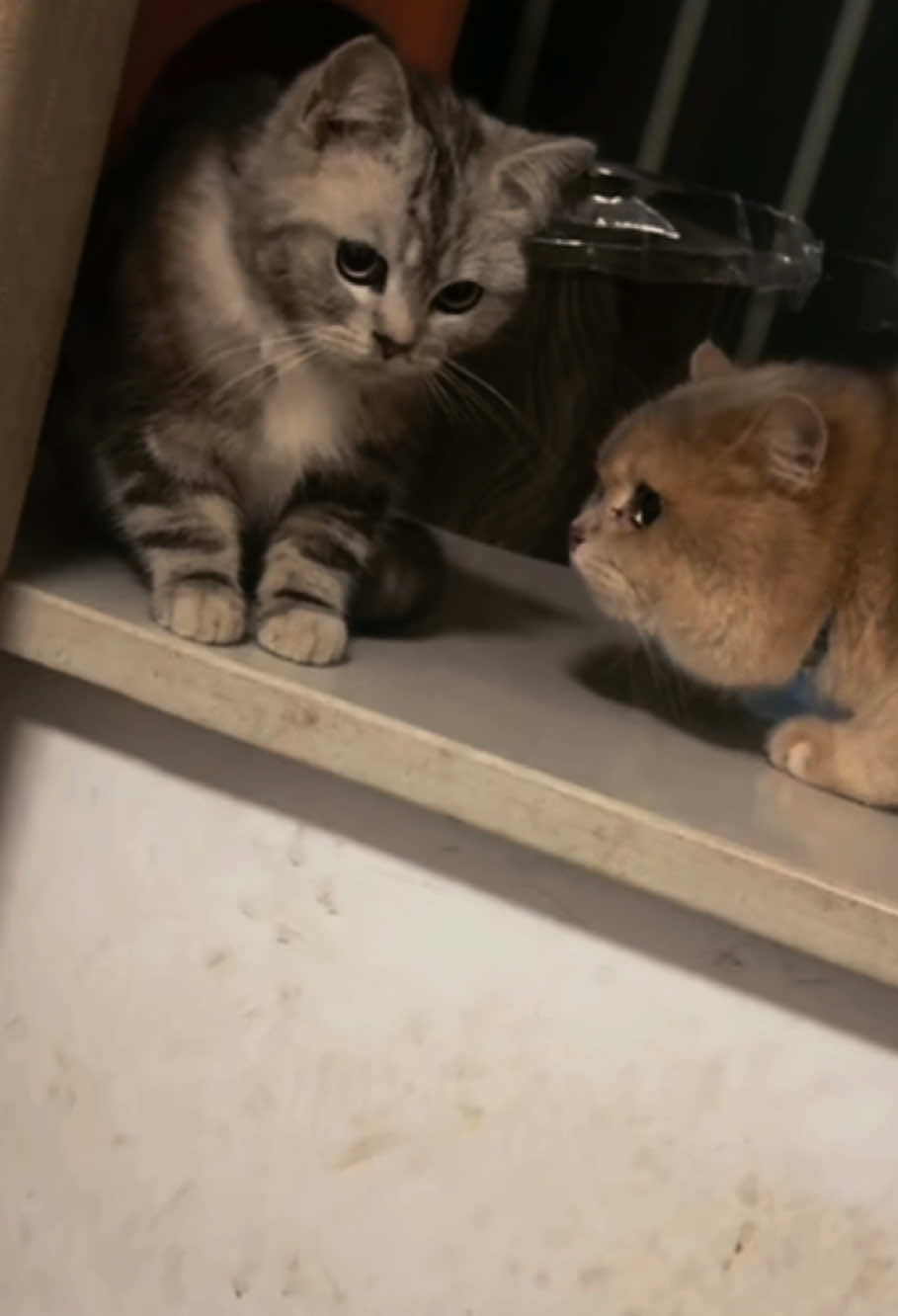 @Kevin&rsquo;s Paw Club
