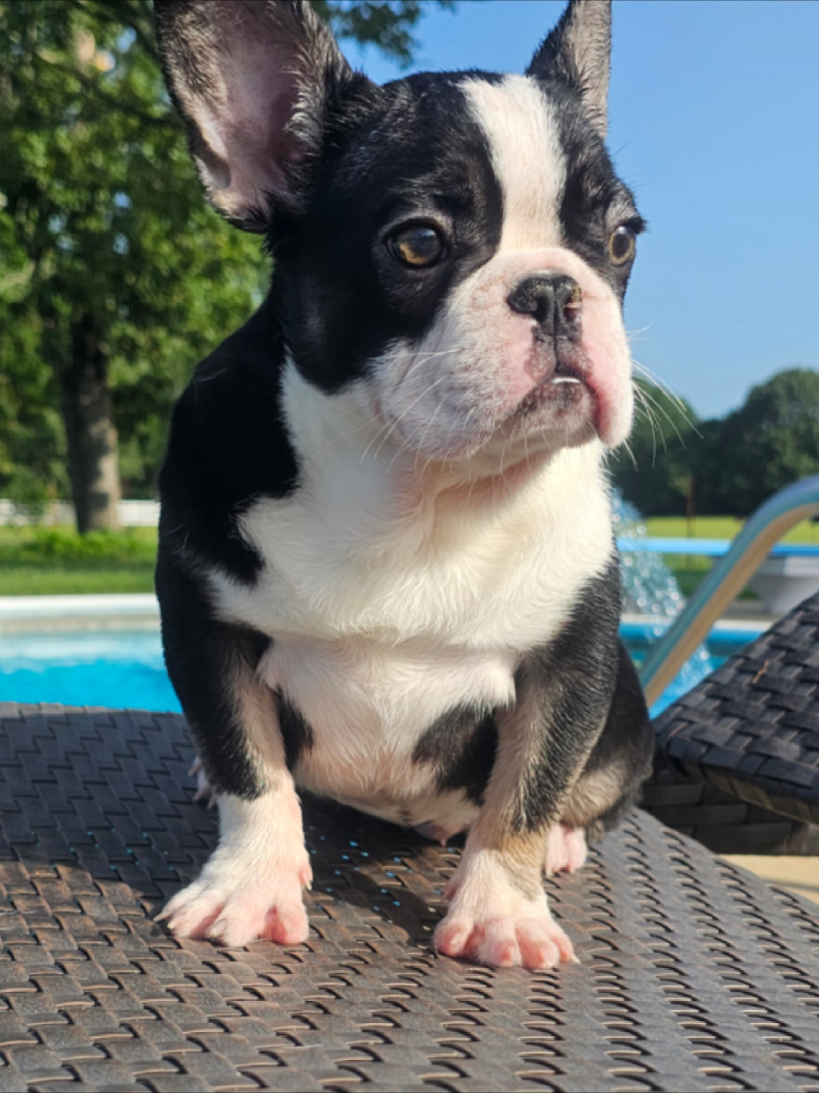 @Diamond State French Bulldogs