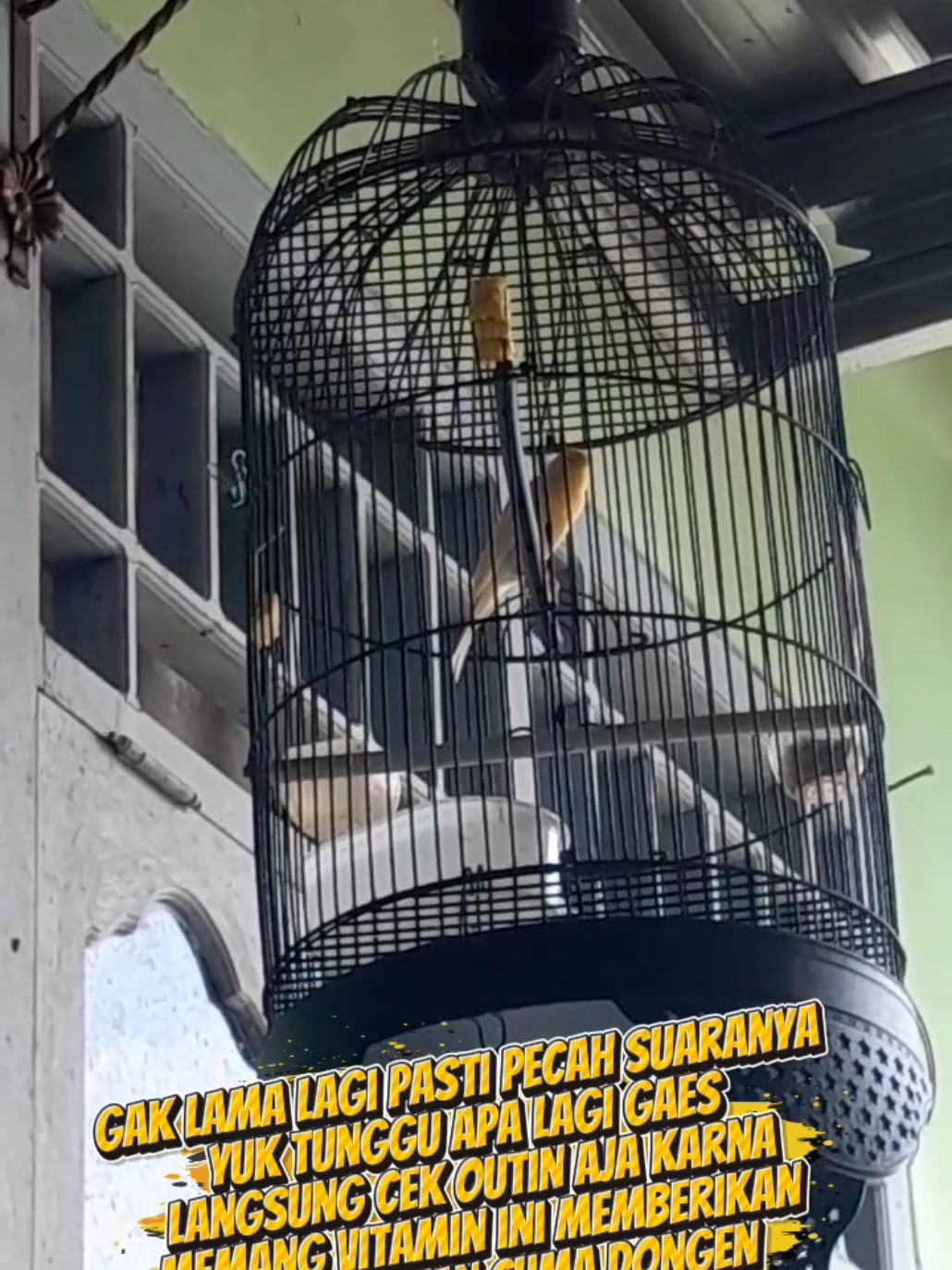 @boy kicau
