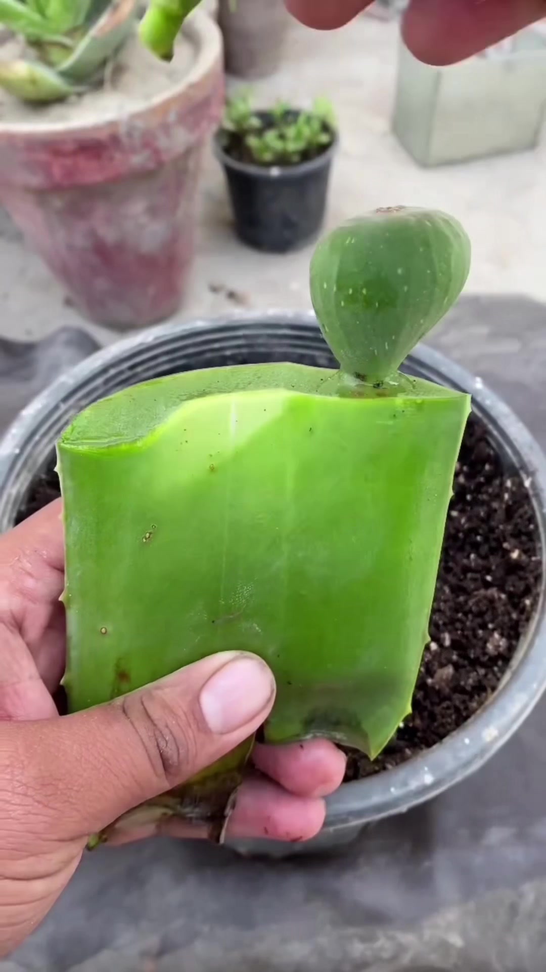 @PROFESSIONALGARDENING
