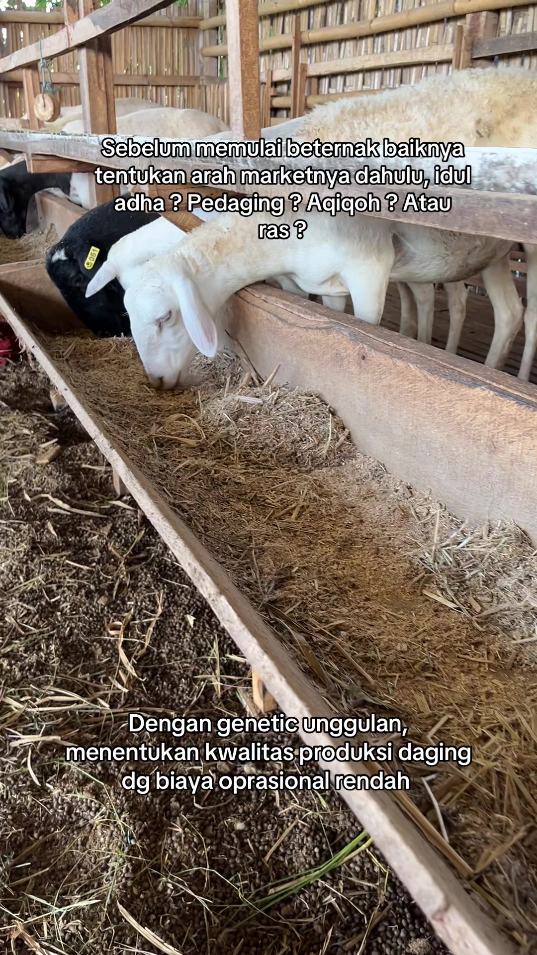 @peternakankambingsolo