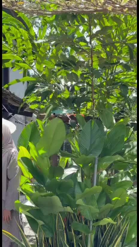 @Laman Yahya Tukang Titik🌱