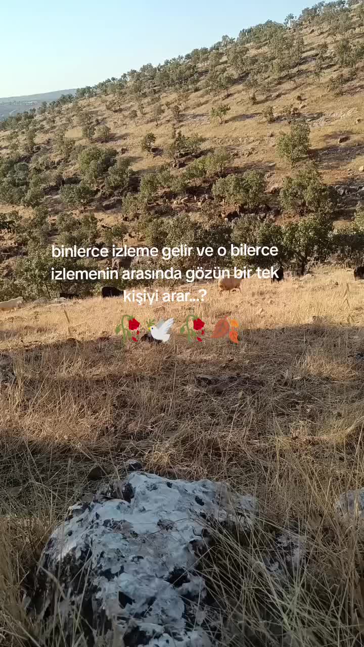 @hebun zınar