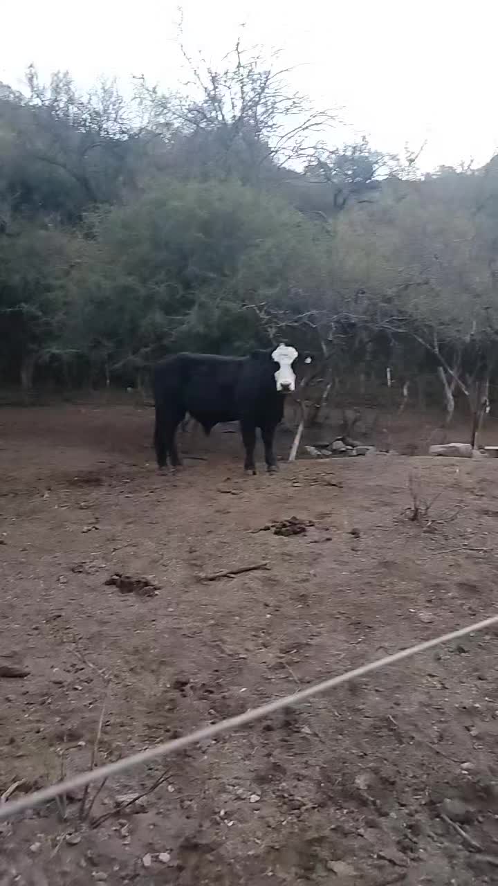 @Marco teórico