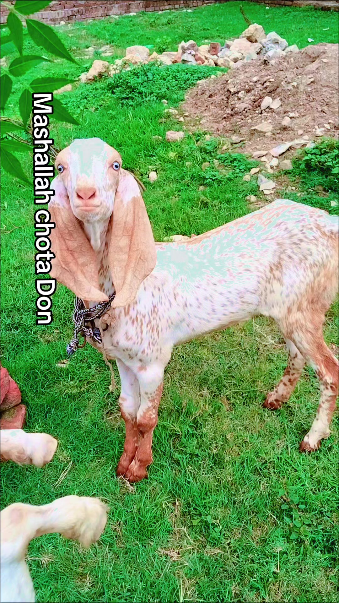 @M Mubashir Khan