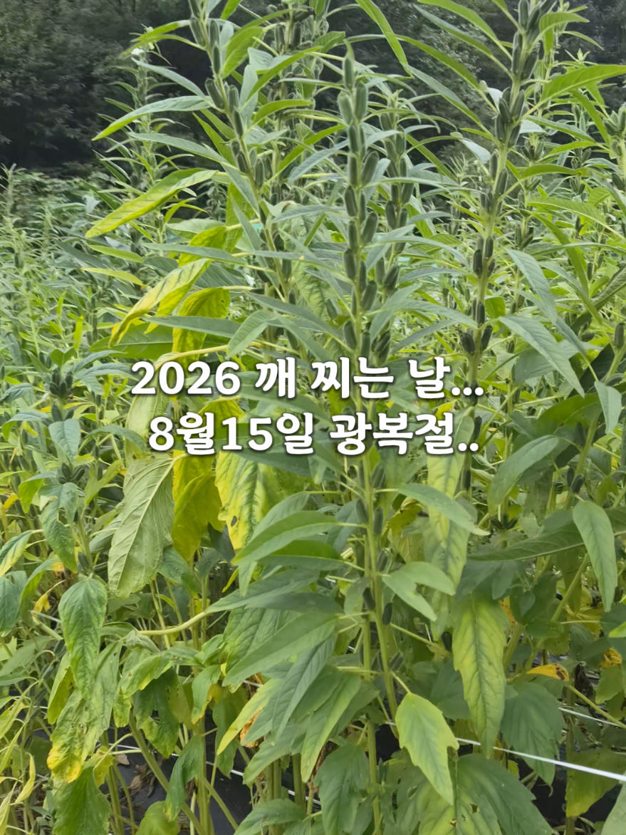 @지니힐즈