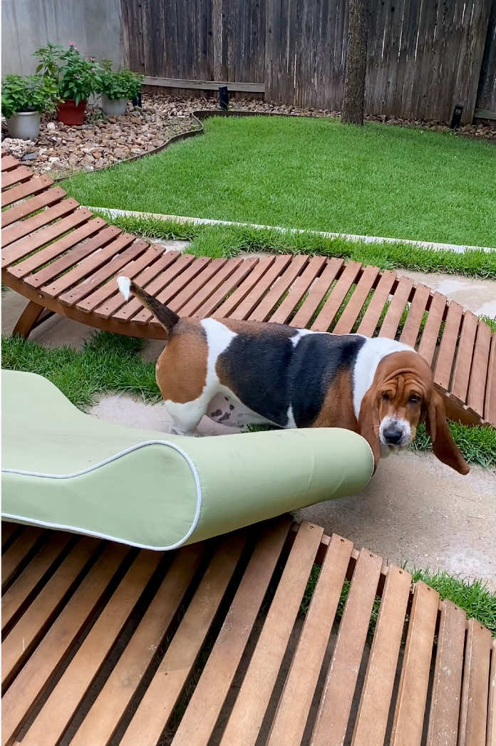 @baudelairethebasset