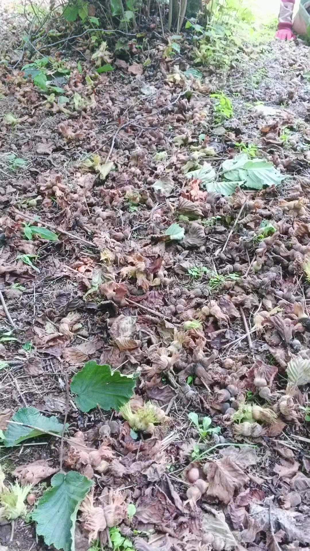 @adil Özdağ 63