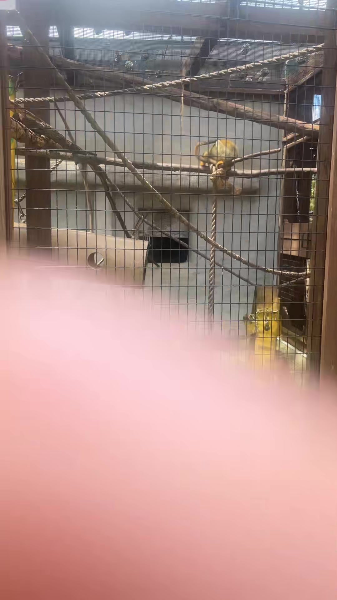 @kittencattuff