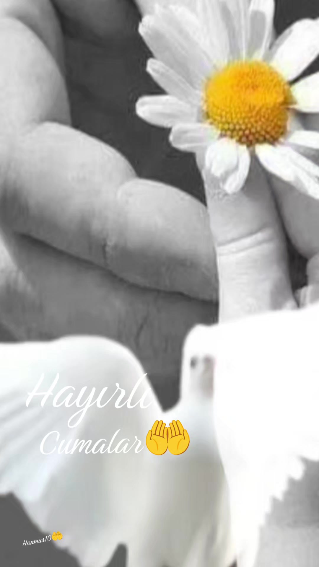 @๐ฆ Hanife ๐