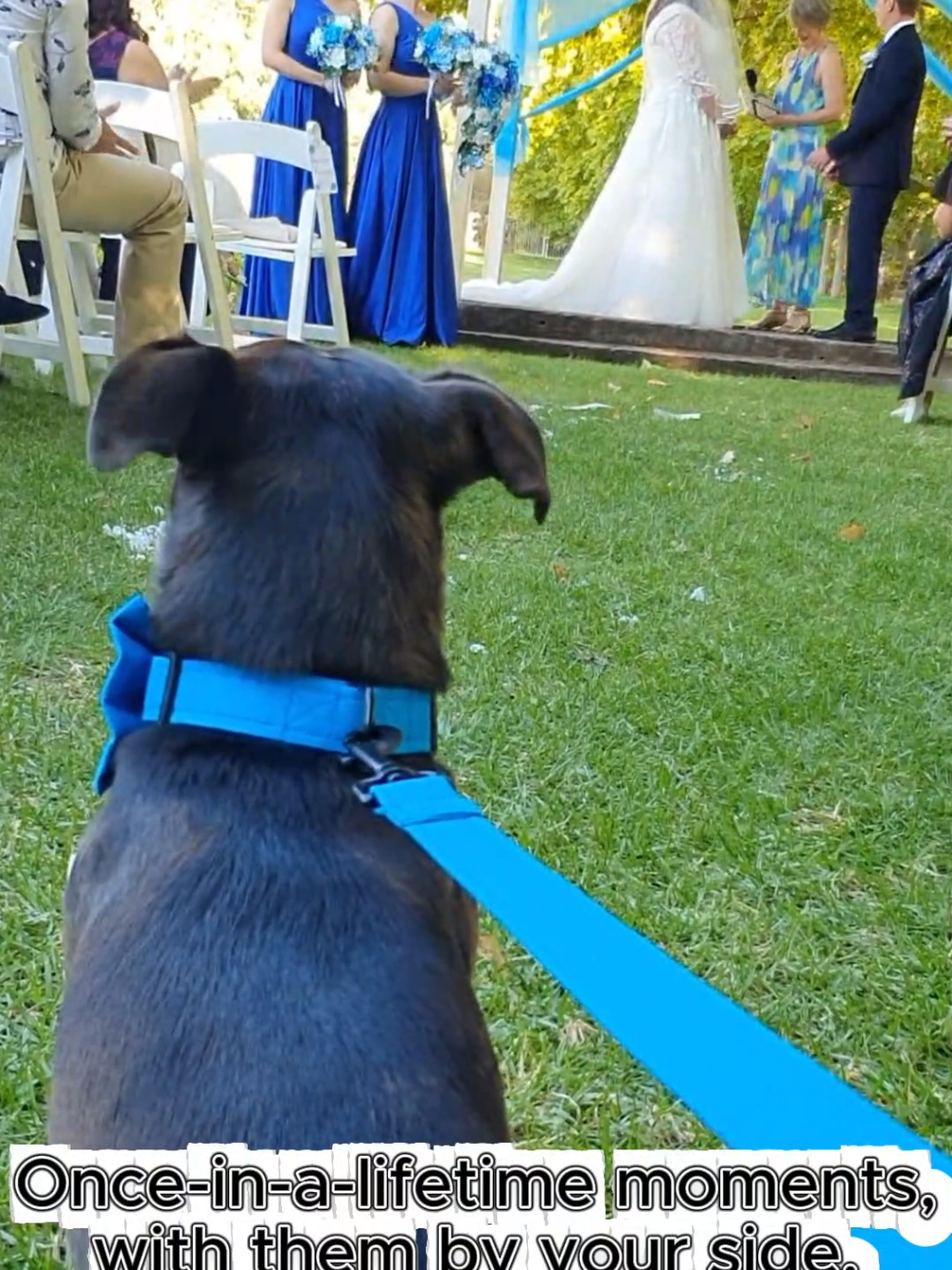 @Maddie Holmes Styled Up Pup