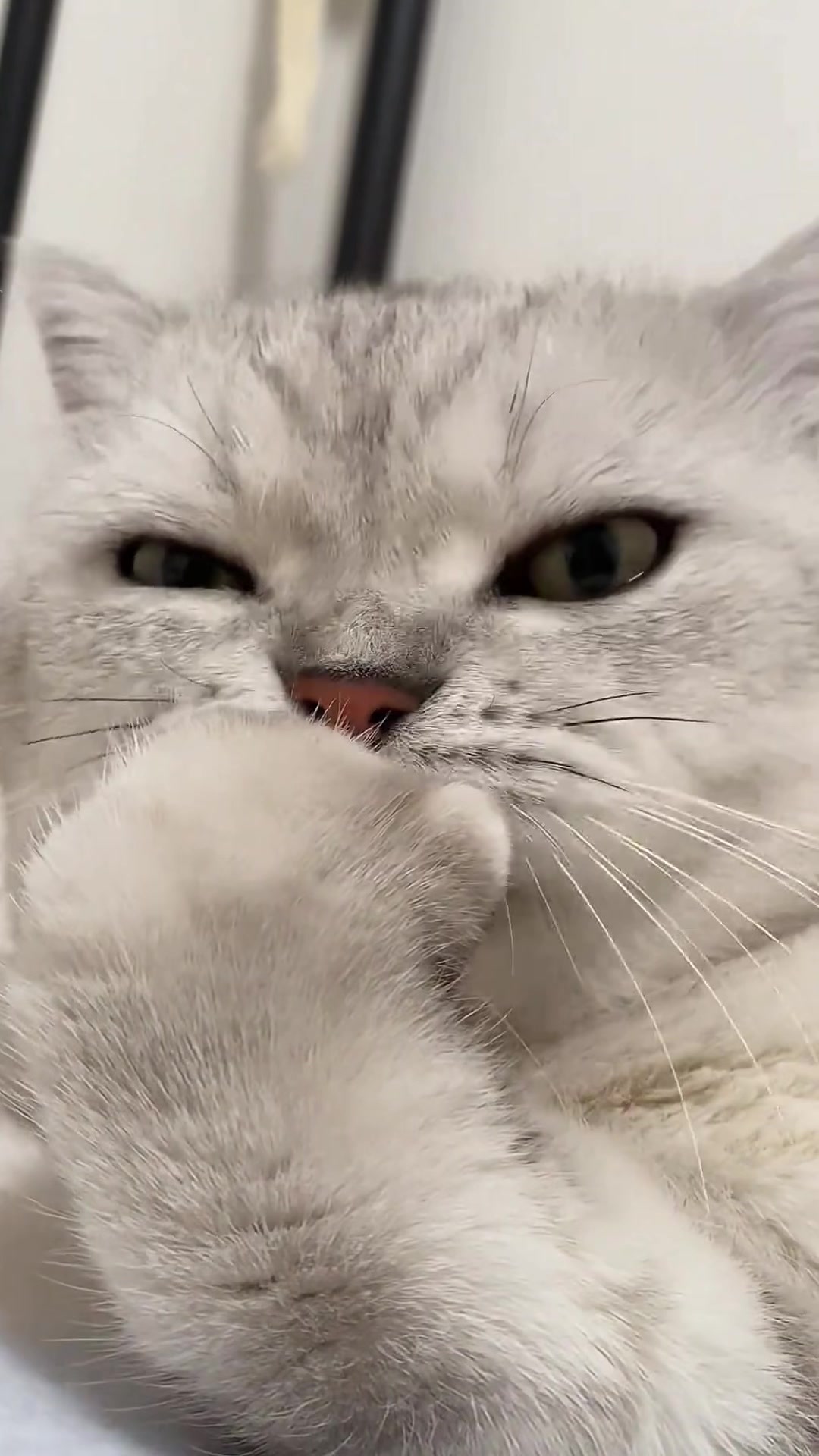 @Cute_kitten