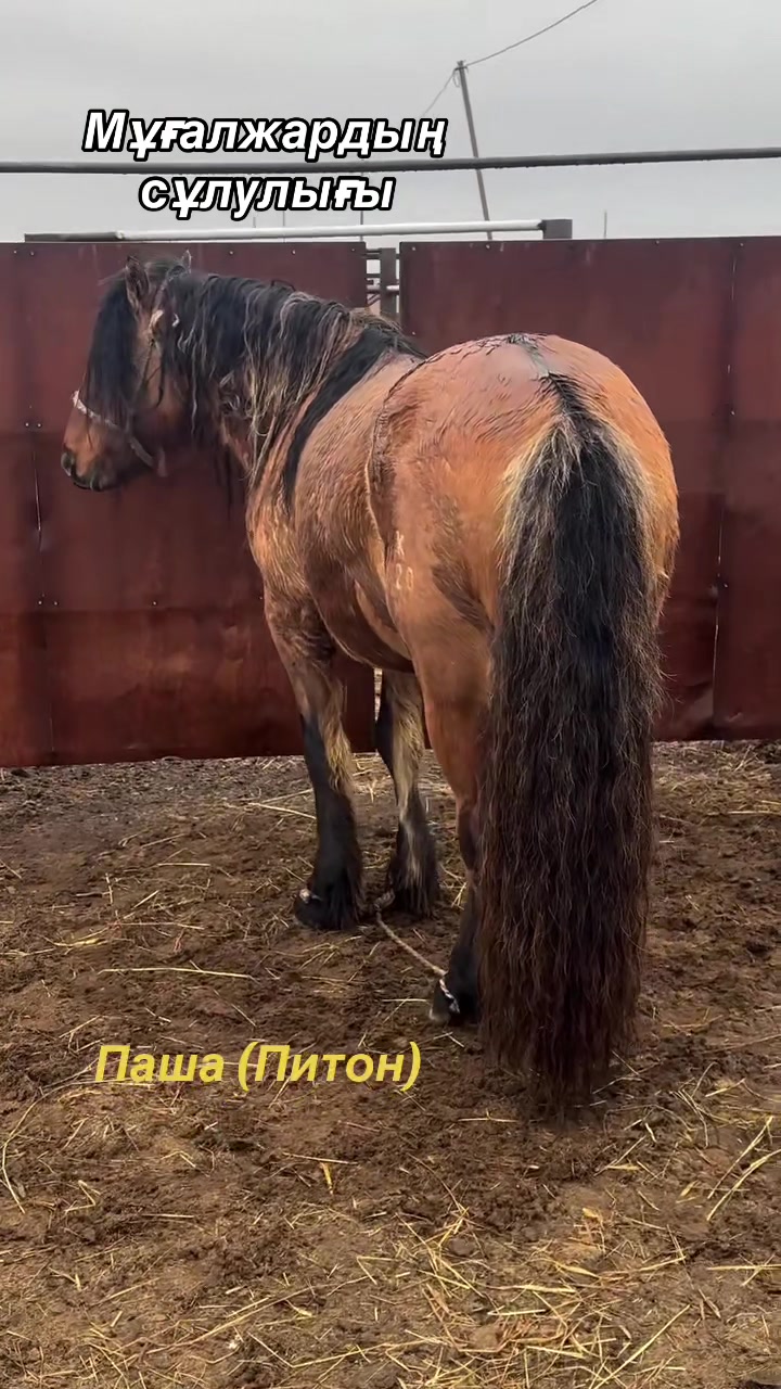 @KH KAZ_ULAN🐴